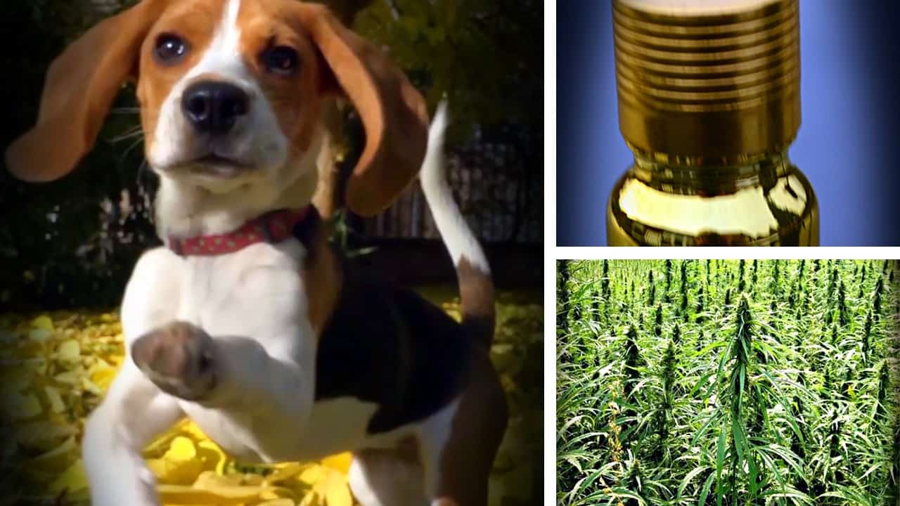 CBD for dogs